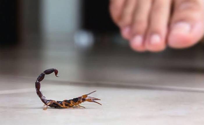 Autoridades de Salud recomiendan mantener patios limpios y evitar remedios caseros ante picaduras o mordeduras de animales ponzoñosos.