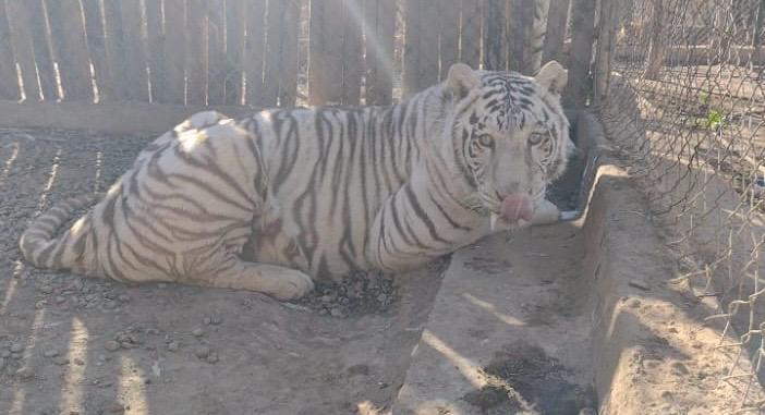 $!Ya van 11 felinos, entre leones y tigres de bengala, los rescatados en la crisis de seguridad