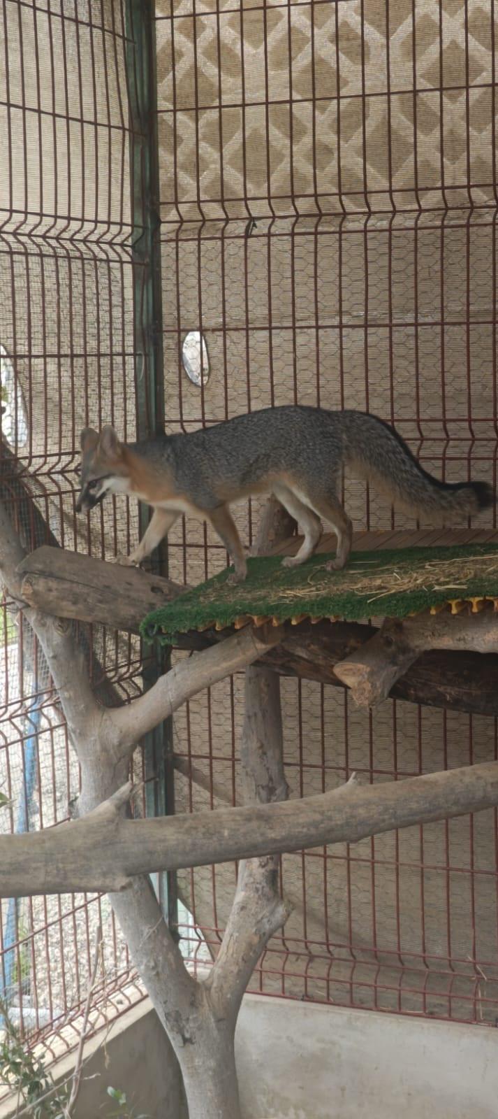 $!Más de 850 animales han sido rescatados por el Hospital de la Fauna del Gran Acuario, en Mazatlán