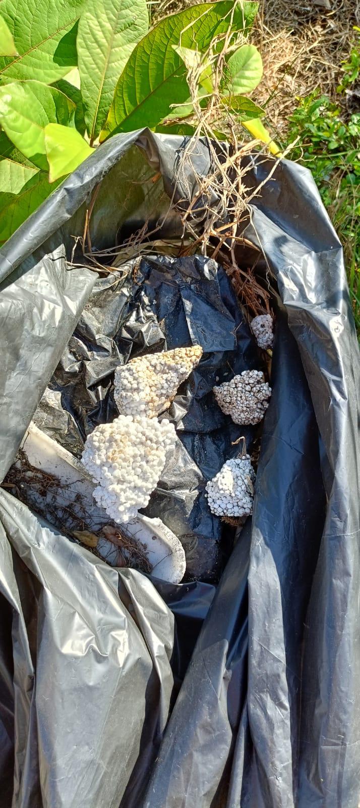 $!Realizan Gran Acuario Mazatlán y MazConCiencia limpieza en la Laguna El Camarón