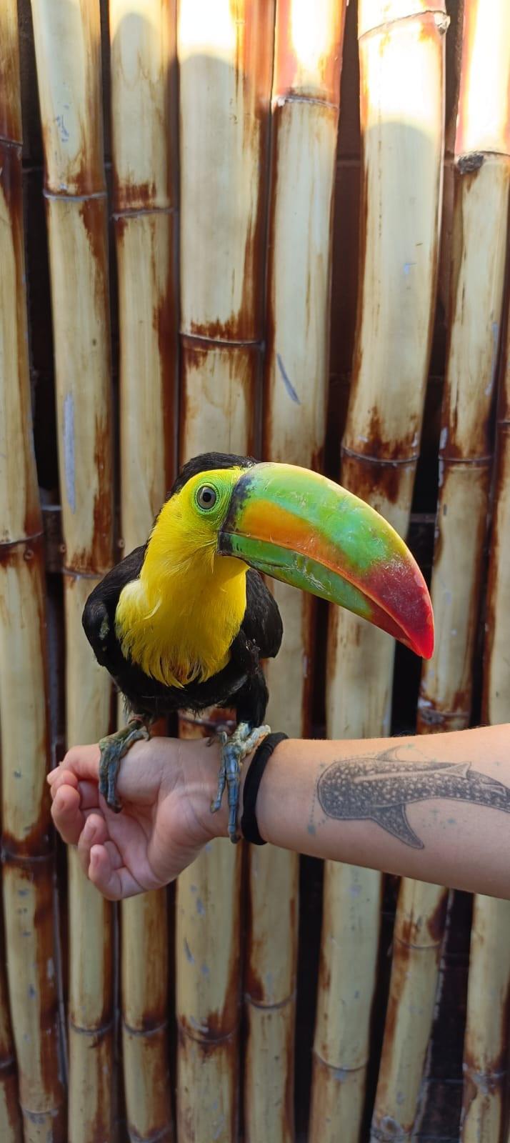 $!Más de 850 animales han sido rescatados por el Hospital de la Fauna del Gran Acuario, en Mazatlán