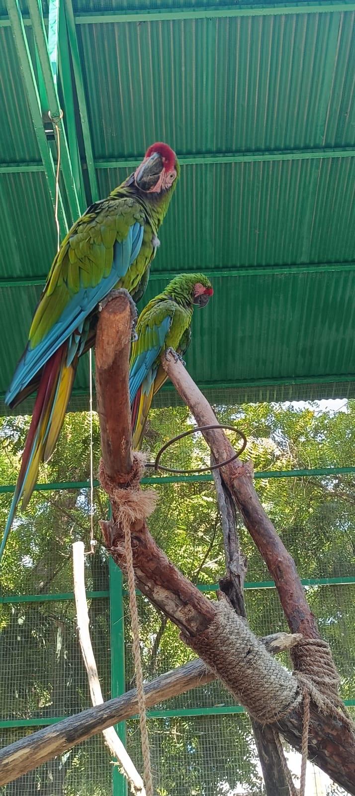 $!Más de 850 animales han sido rescatados por el Hospital de la Fauna del Gran Acuario, en Mazatlán