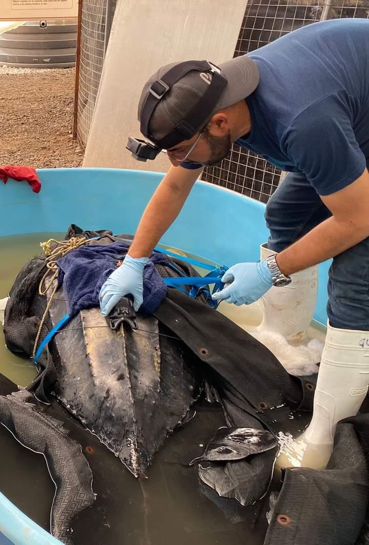 $!Una tortuga marina, de las más grandes del planeta, es rescatada y liberada en Sinaloa; quedó atrapada en redes de pesca