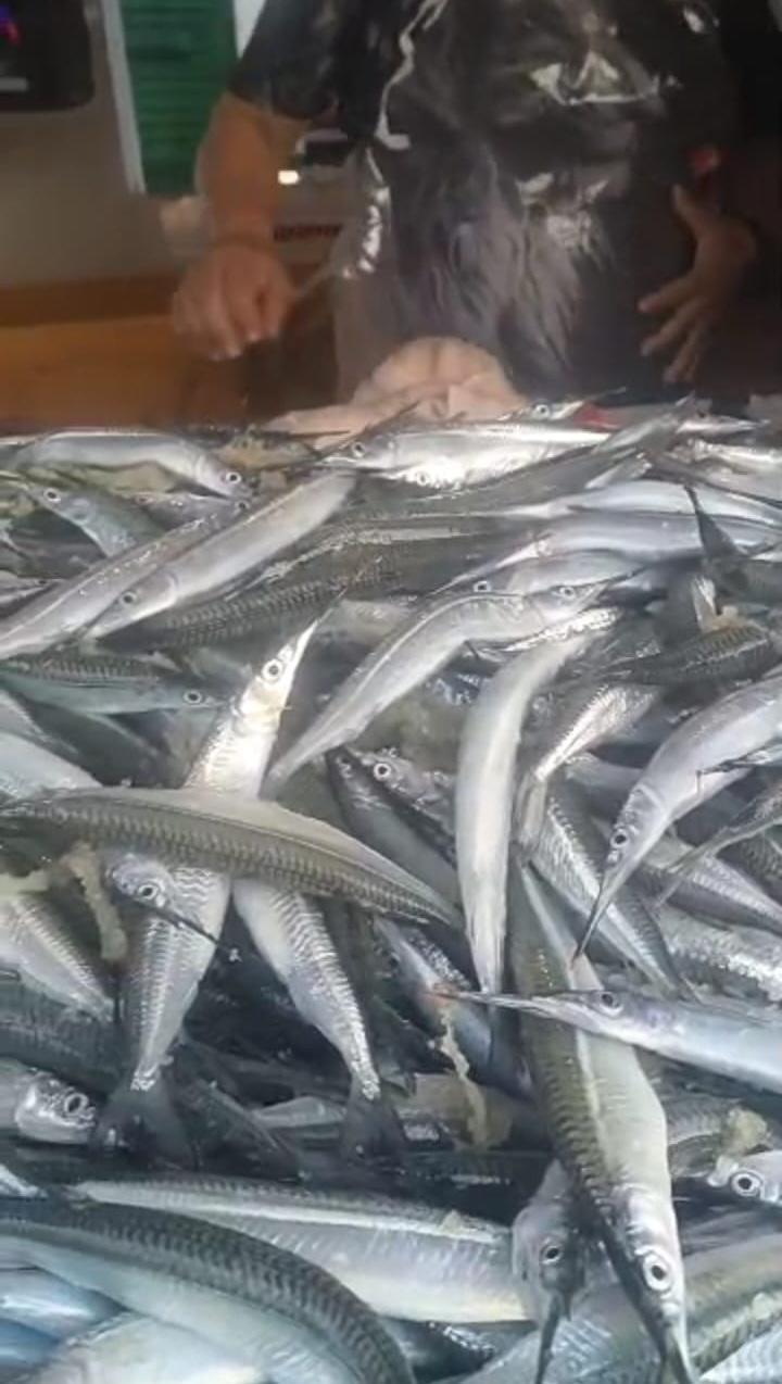 $!Llega el pez ‘pajarito’ a Mazatlán