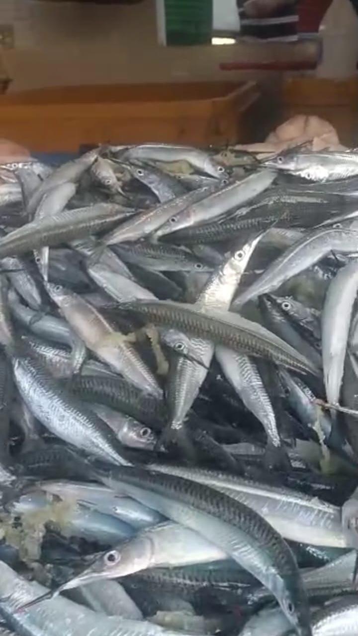 $!Llega el pez ‘pajarito’ a Mazatlán