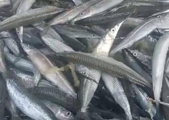 Llega el pez ‘pajarito’ a Mazatlán