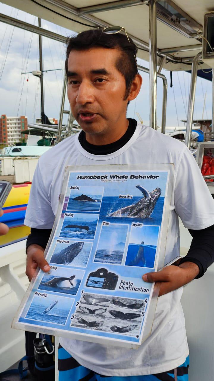 $!Ballenas jorobadas en Mazatlán, el gran espectáculo de la vida marina