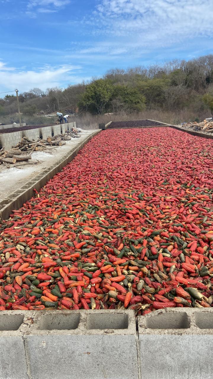 $!Caen hasta 40% las ventas de semilla en el sur de Sinaloa por crisis hortícola