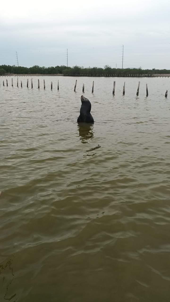 $!Sorprende lobo marino a pescadores en La Estacada, en Escuinapa
