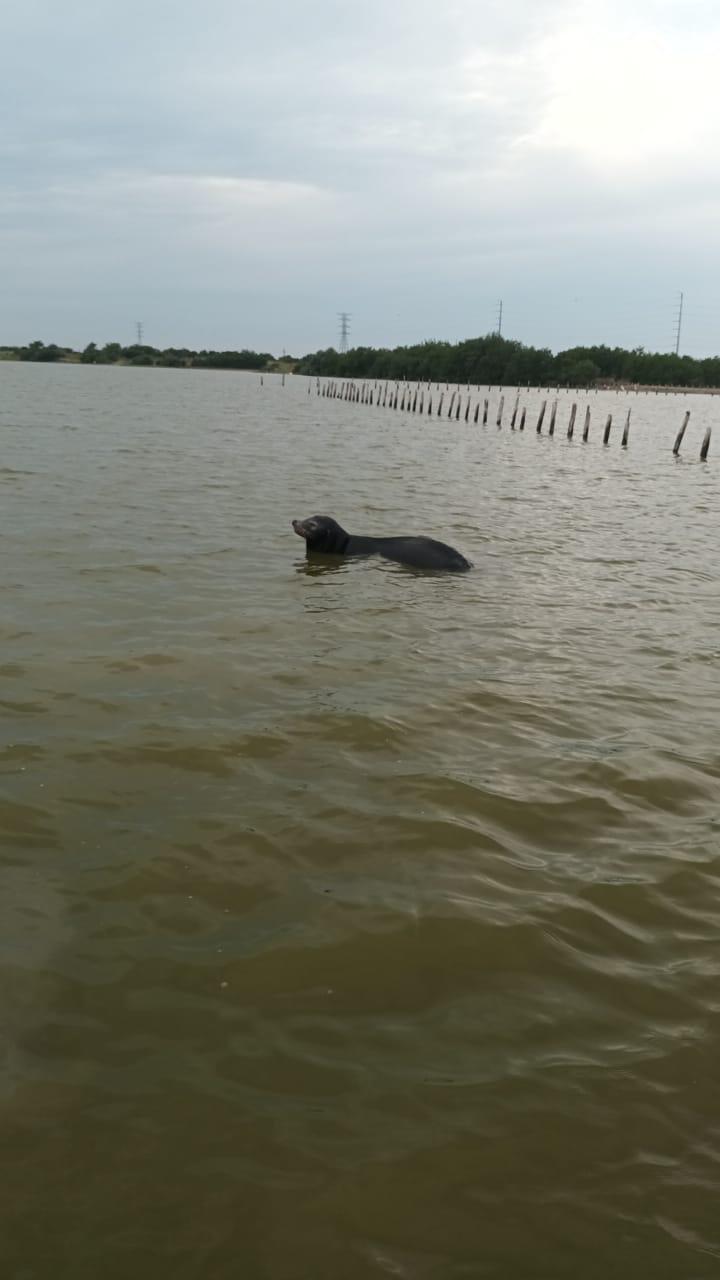 $!Sorprende lobo marino a pescadores en La Estacada, en Escuinapa