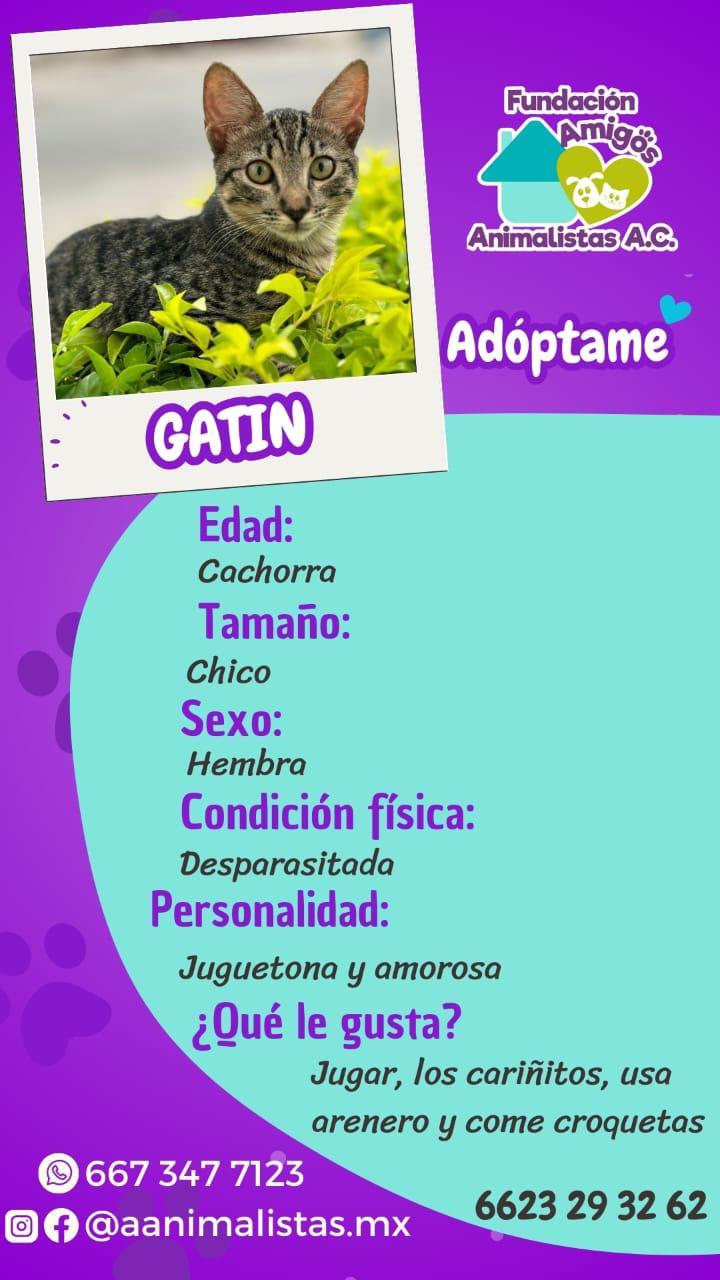 $!Así puedes rescatar a un perro o gato en situación de calle, según activista