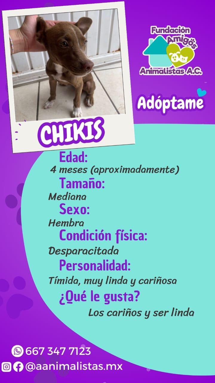 $!Así puedes rescatar a un perro o gato en situación de calle, según activista