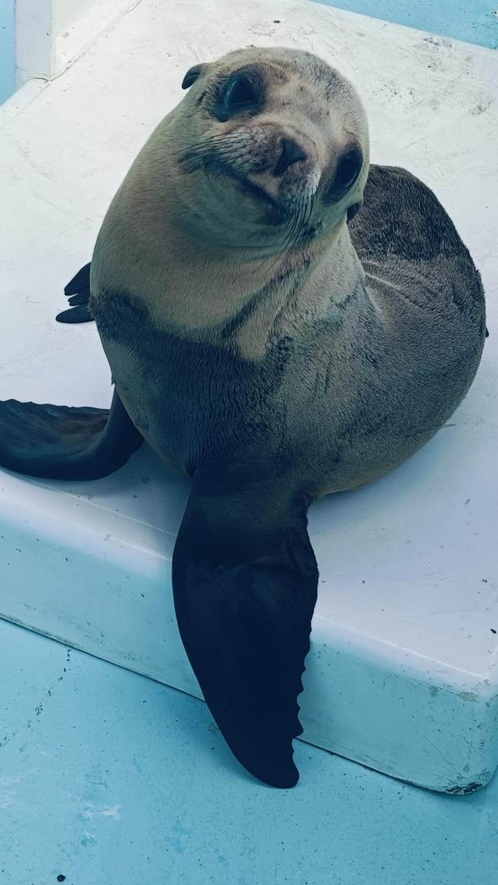 $!Equipo de rescate y bienestar animal del Gran Acuario rescatan a lobo marino en canales de la Marina Mazatlán