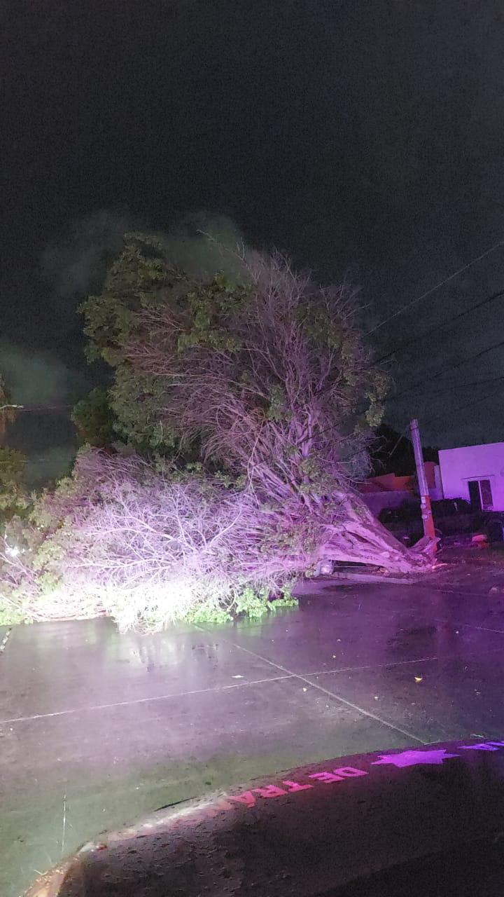 $!Lluvias y rachas de viento derriban 14 arboles causando estragos en Ahome; PC pide extremar precauciones ante mal clima