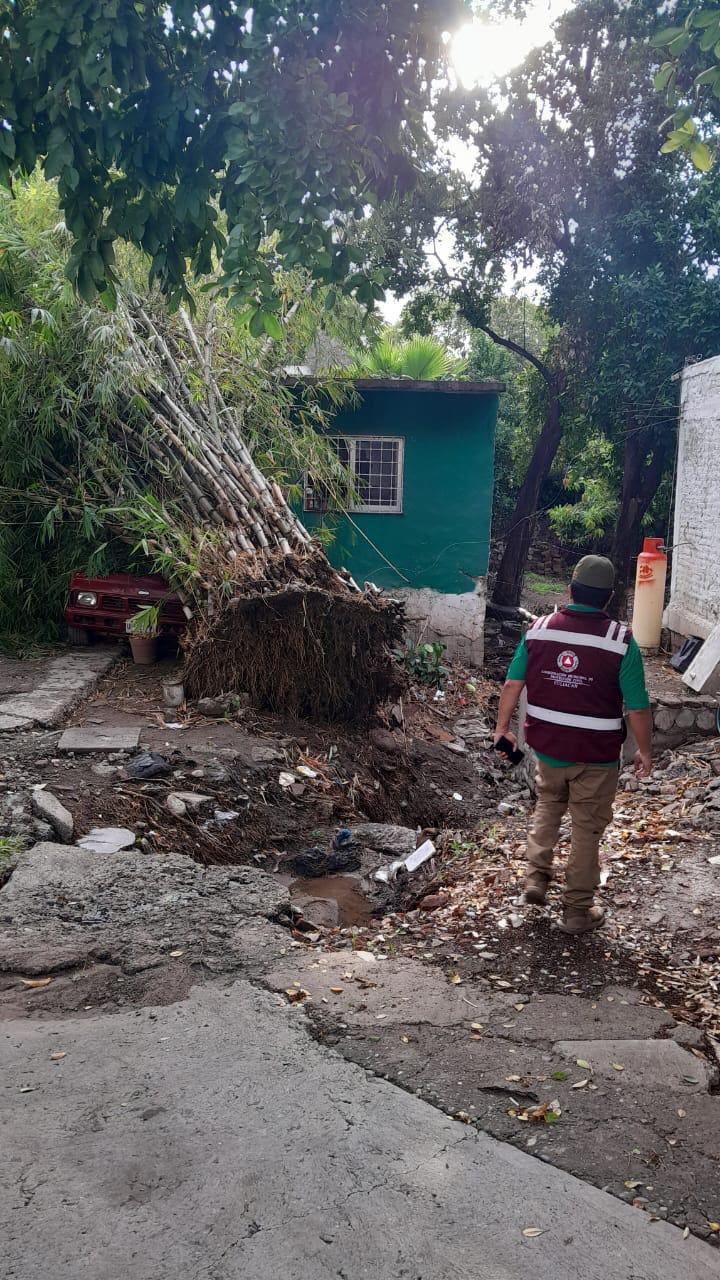 $!Atienden caída de 16 árboles tras lluvias y fuertes vientos en Culiacán