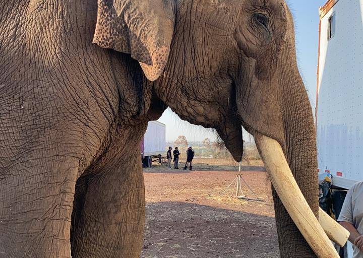 Será Sinaloa el hogar de Big Boy, el elefante de un circo de Jalisco