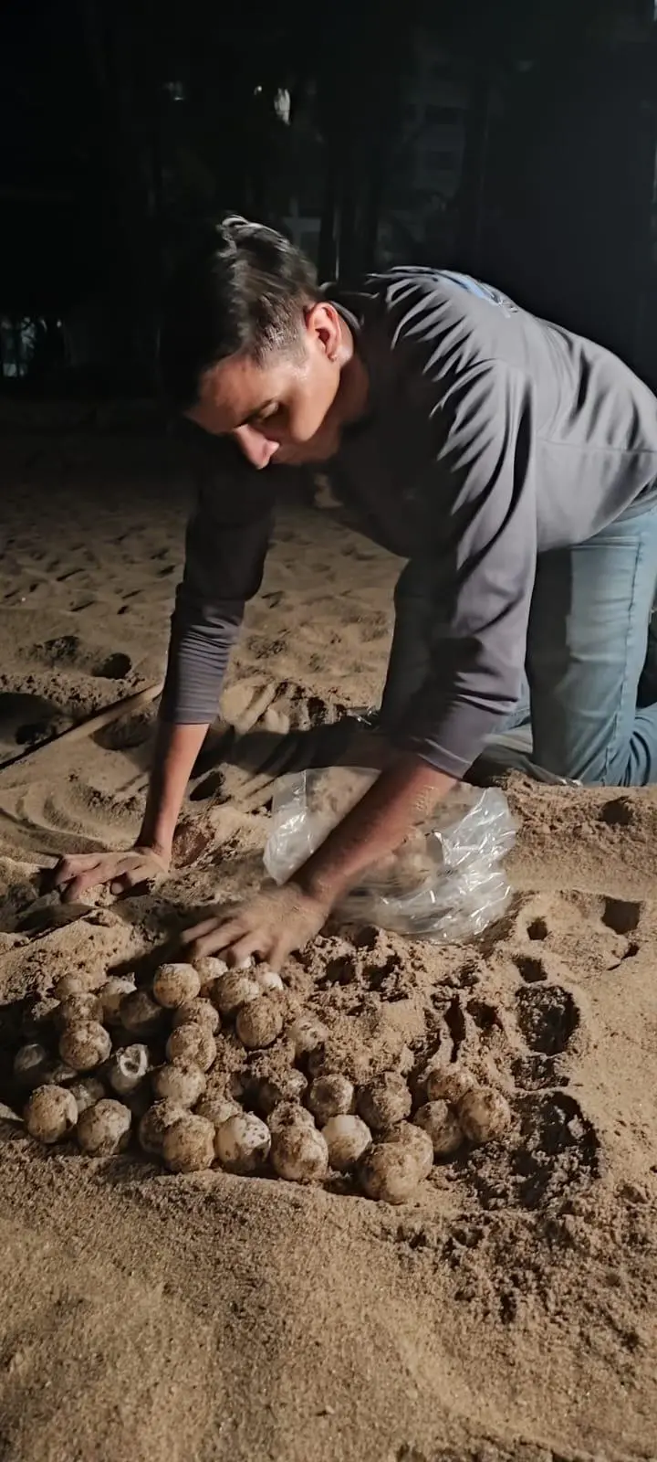 $!Además de los atardeceres, Mazatlán también vive la experiencia del desove de tortugas marina