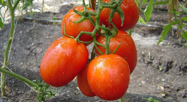 En Florida celebran arancel al tomate mexicano