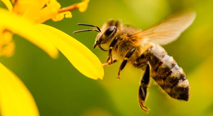 Las abejas ocupan un lugar predominante en la biodiversidad, proporcionan alimento y vida, por lo que hay que protegerlas.