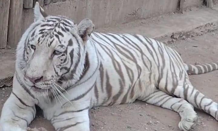 $!Ya van 11 felinos, entre leones y tigres de bengala, los rescatados en la crisis de seguridad