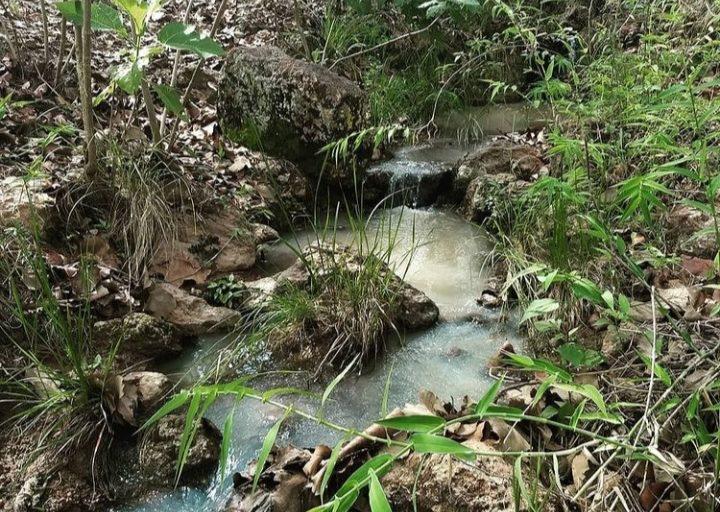 $!El bosque funciona como retenedor natural de los escurrimientos de ríos y arroyos.