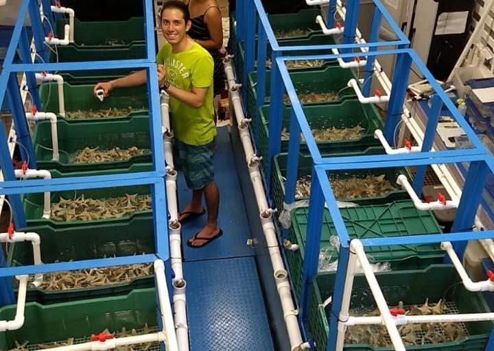 $!Laboratorio húmedo donde se cultivan los corales.