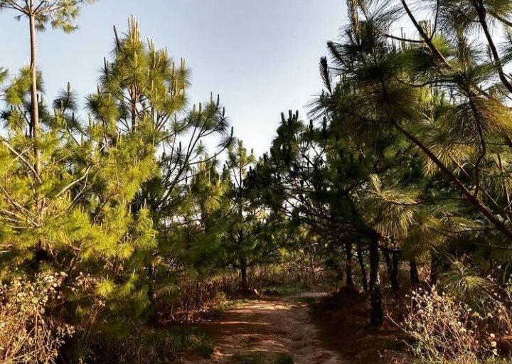 $!Área del bosque con una población de pinos.