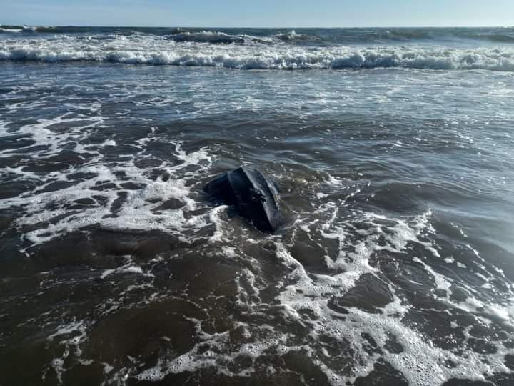 $!Una tortuga marina, de las más grandes del planeta, es rescatada y liberada en Sinaloa; quedó atrapada en redes de pesca