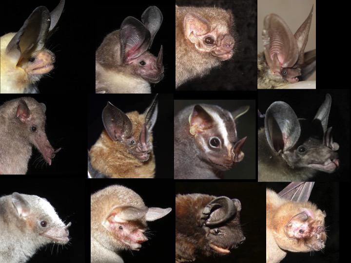 $!En América del Norte se han identificado 154 especies de murciélagos, de ellas 142 se encuentran en México.