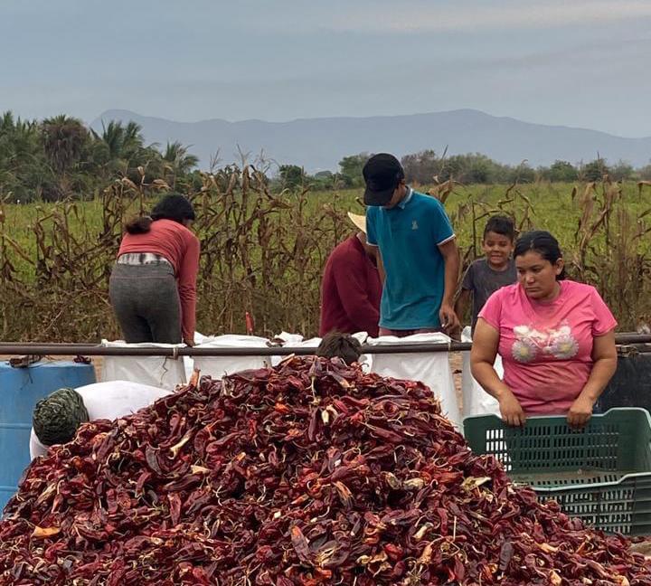 $!Caen hasta 40% las ventas de semilla en el sur de Sinaloa por crisis hortícola