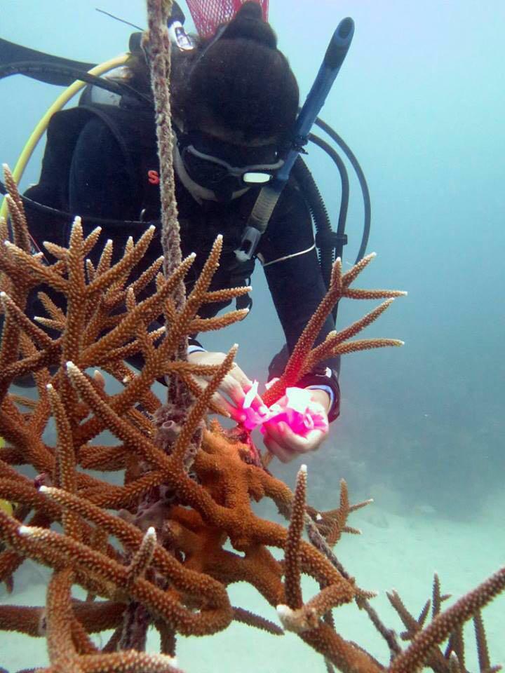 $!Las y los científicos monitorean continuamente los arrecifes de corales para identificar los cambios que puedan existir en ellos.