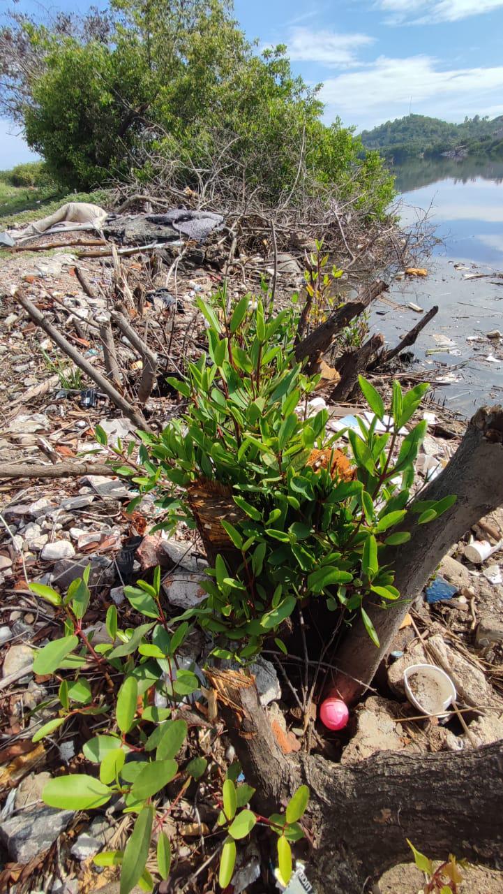 $!En Mazatlán, nada detiene la destrucción del Estero del Infiernillo