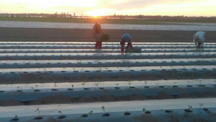 $!Por temas económicos, productores en Rosario optan por reducir superficie de siembra