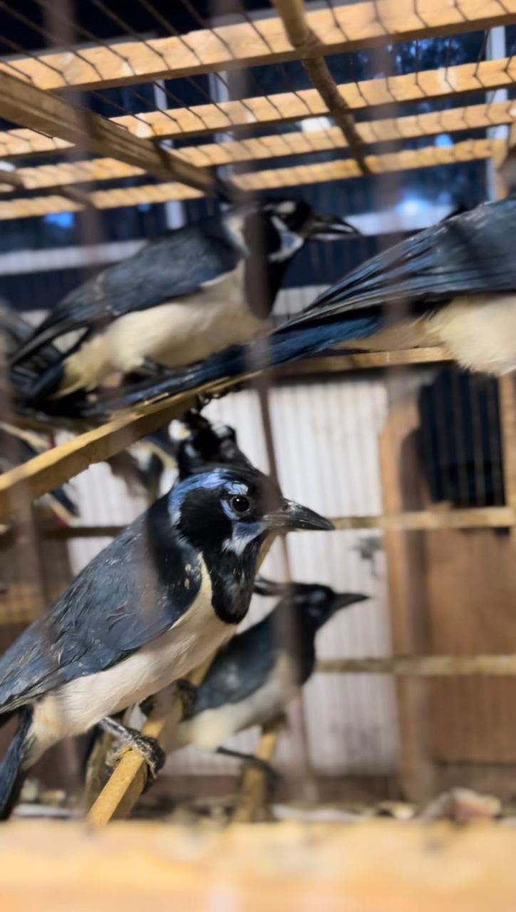 $!Azcarm exige sanciones justas para traficantes de flora y fauna