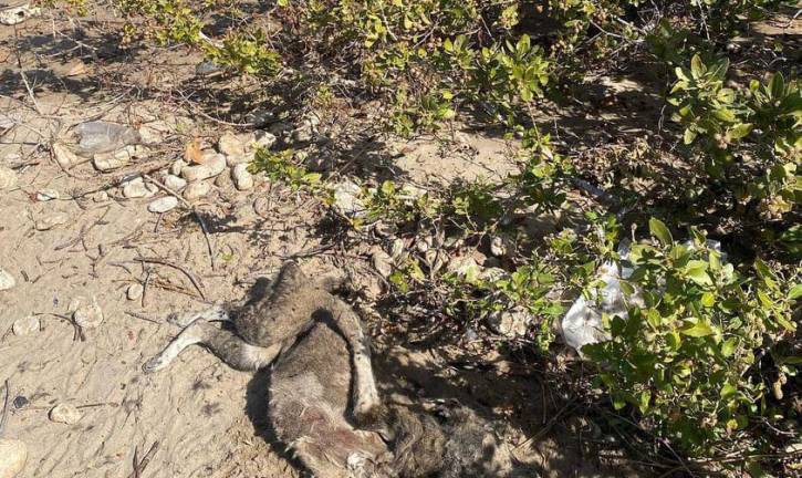 En la playa El Maviri, en Topolobampo, Ahome, se han encontrado al menos 10 perros y dos gatos muertos.
