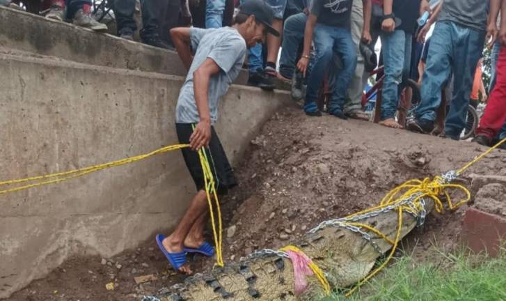 El reptil fue amarrado por pobladores de Villa Juárez tras encontrarlo en un canal pluvial.