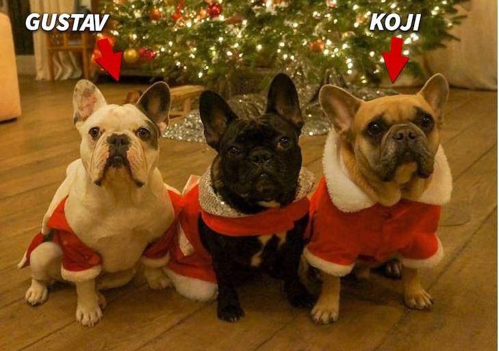 Asaltan al cuidador de los perros de Lady Gaga en Hollywood