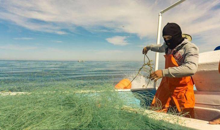 Confía Canainpesca en lograr la recertificación de camarón de altamar