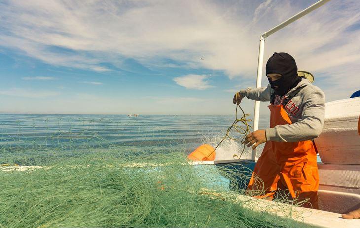 Impone Estados Unidos embargo al camarón mexicano