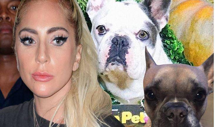 Asaltan al cuidador de los perros de Lady Gaga en Hollywood