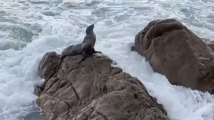 Un lobo marino es captado sobre las rocas en la playa frente al Paseo Claussen.