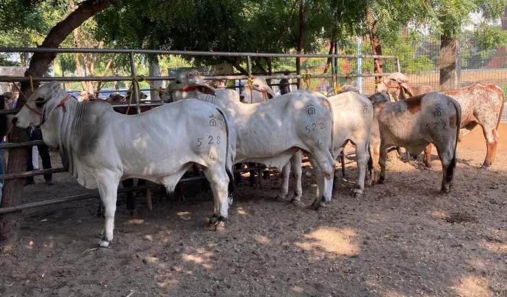 Las lluvias y los apoyos gubernamentales han favorecido el desarrollo del hato bovino en Mazatlán, afirman ganaderos.