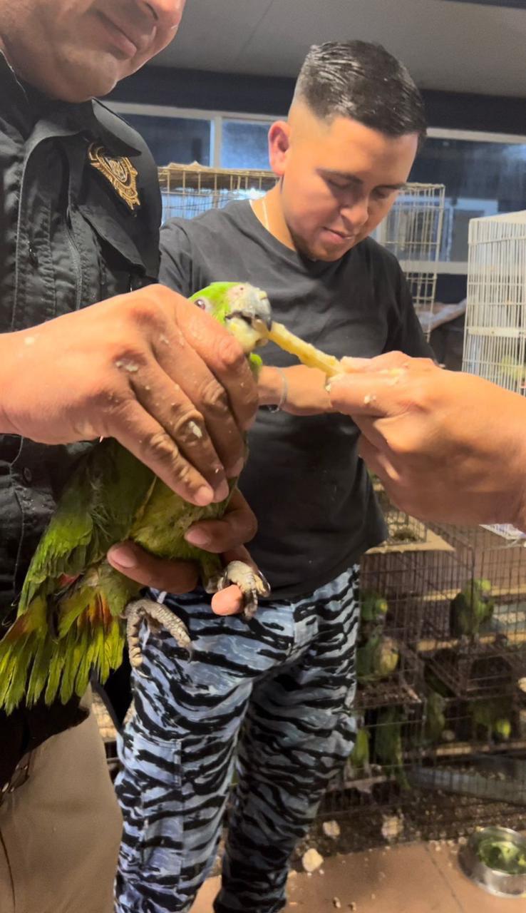 $!Azcarm exige sanciones justas para traficantes de flora y fauna