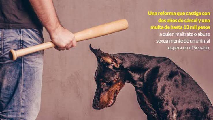 Urgen investigar caso de perro localizado sin vida y colgado en Culiacán