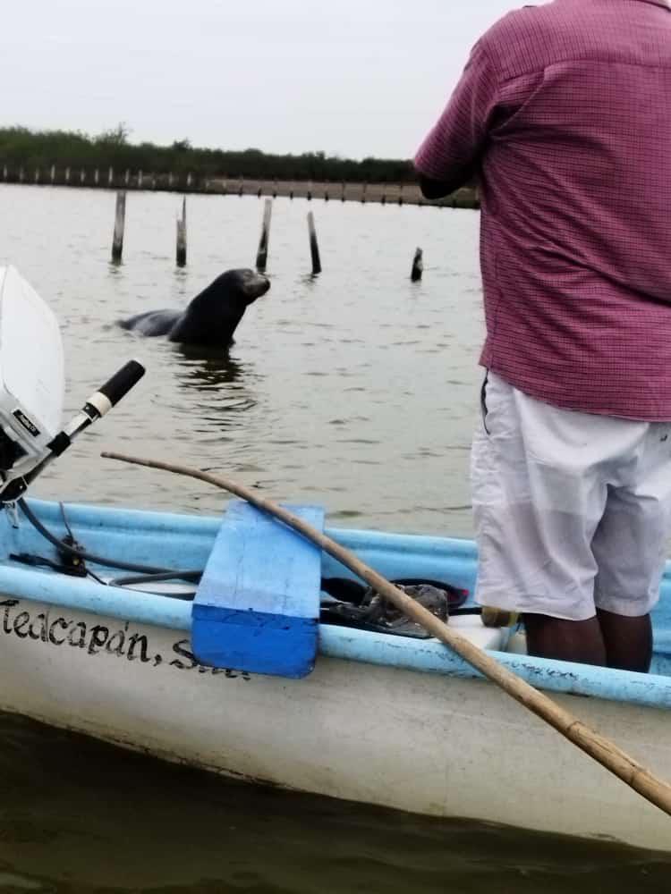 $!Sorprende lobo marino a pescadores en La Estacada, en Escuinapa