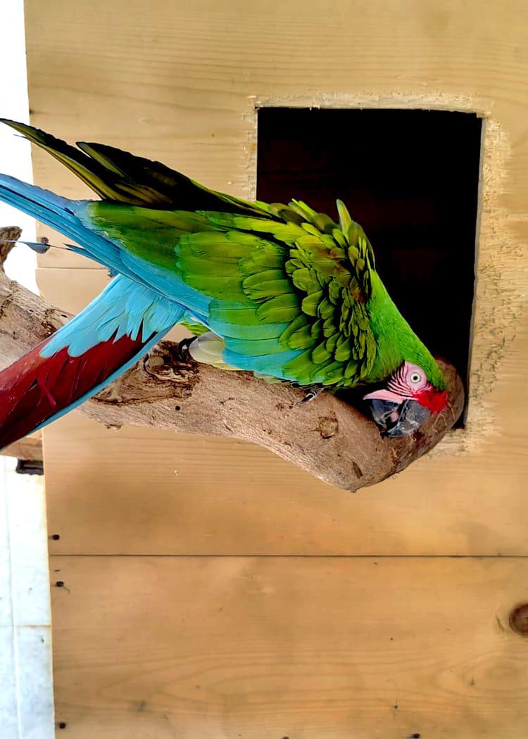 $!Nacen dos ejemplares de guacamaya verde en el Gran Acuario Mazatlán