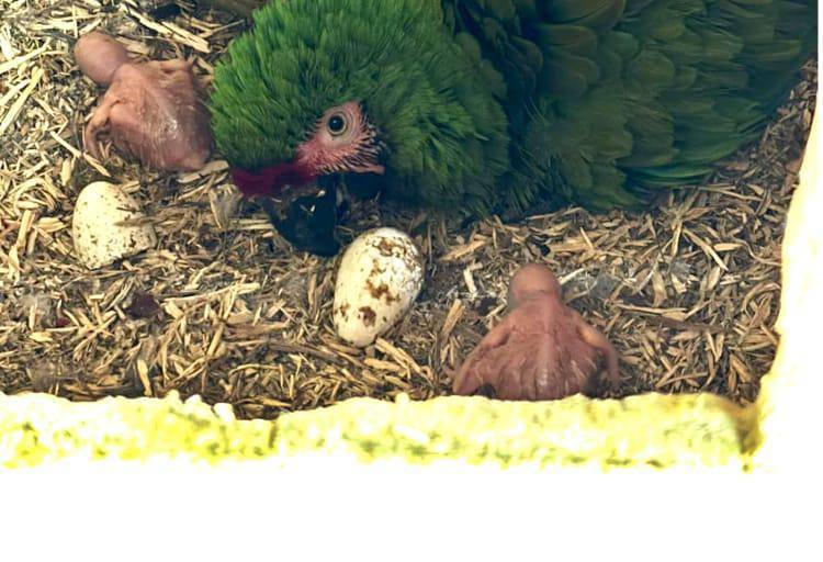Nacen dos ejemplares de guacamaya verde en el Gran Acuario Mazatlán