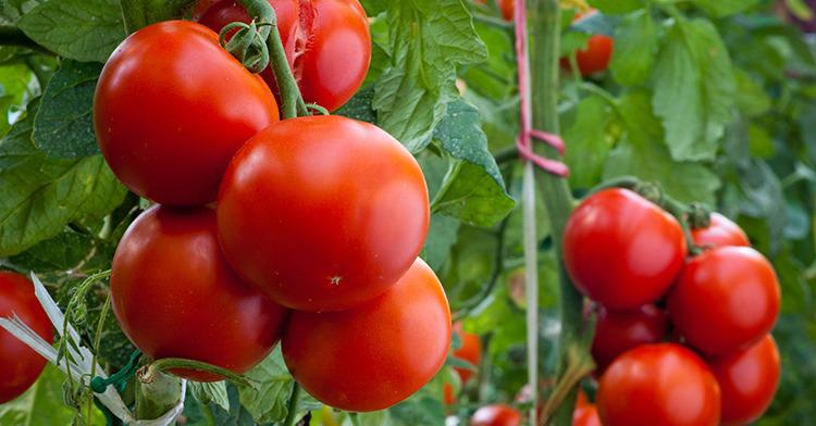 El Gobierno de Estados Unidos anunció la imposición de un arancel de 17 por ciento al tomate mexicano.