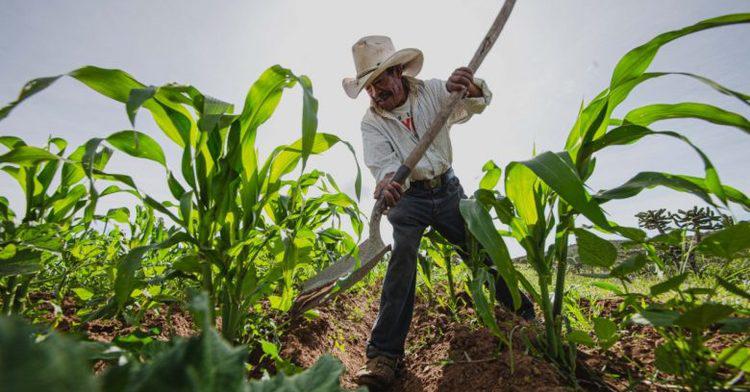 Es Sinaloa de los 5 estados con más producción agrícola