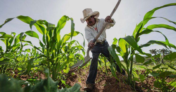 Municipios del centro de Sinaloa aportan la mitad del PIB del estado; la agricultura es la actividad principal, apunta Codesin
